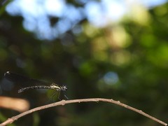 Heliocypha perforata