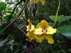 Cyrtochilum macranthum