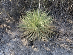 Yucca constricta