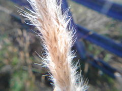 Bothriochloa torreyana