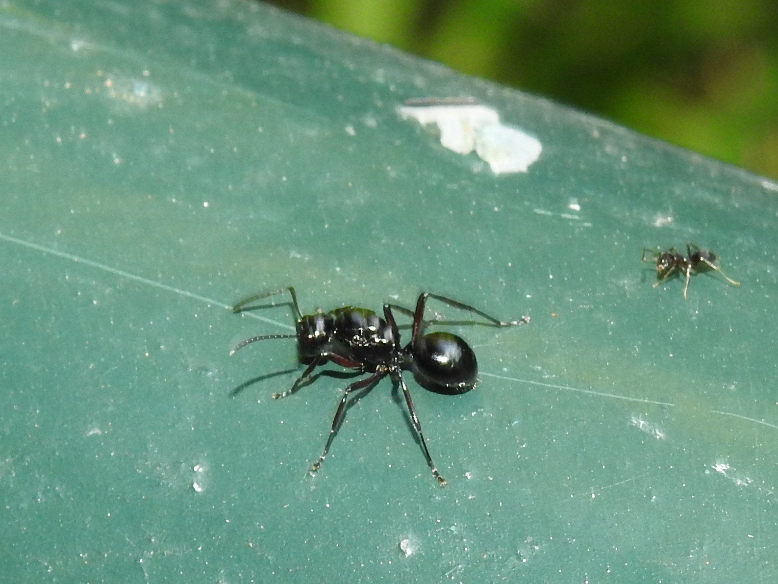 Polyrhachis demangei