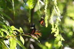 Heliconius hortense