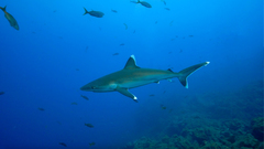 Carcharhinus albimarginatus