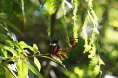 Heliconius hortense