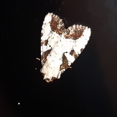 Condica hippia