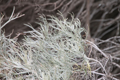 Artemisia nesiotica