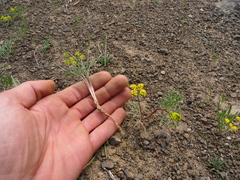 Lomatium ambiguum