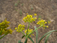 Lomatium ambiguum
