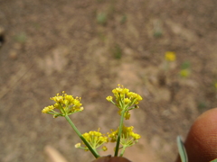 Lomatium ambiguum