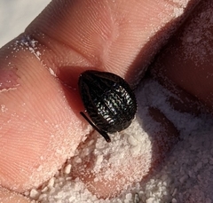 Philolithus sordidus