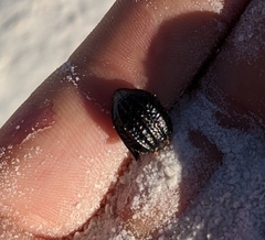 Philolithus sordidus