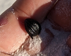 Philolithus sordidus