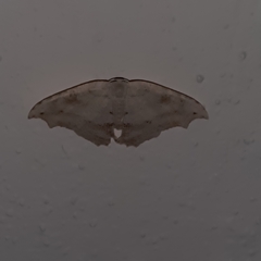 Coelurotricha curvilinea