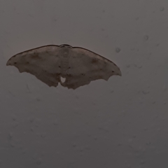 Coelurotricha curvilinea