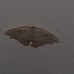 Coelurotricha curvilinea