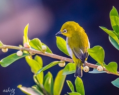 Zosterops palpebrosus