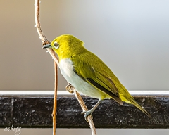 Zosterops palpebrosus