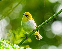 Zosterops palpebrosus