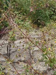 Bidens pilosa pilosa