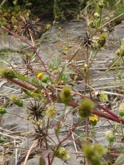 Bidens pilosa pilosa