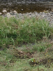 Phragmites japonicus