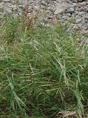 Phragmites japonicus