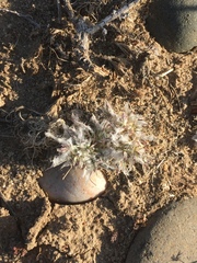 Scleropogoninae