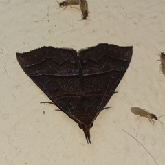 Hypena lollia