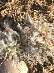 Scleropogoninae