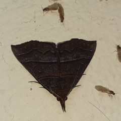 Hypena lollia