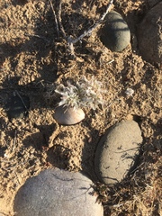 Scleropogoninae