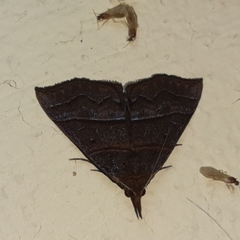 Hypena lollia