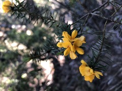 Pultenaea glabra