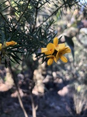 Pultenaea glabra