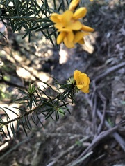 Pultenaea glabra