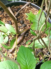 Eutropis multifasciata