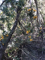 Pultenaea glabra