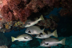Plectorhinchus unicolor