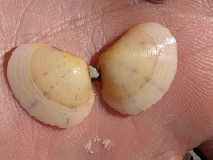 Heterodonax pacificus