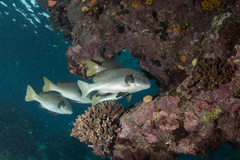 Plectorhinchus unicolor