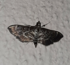 Cryptobotys zoilusalis