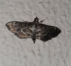 Cryptobotys zoilusalis