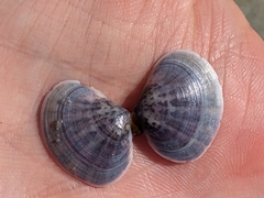 Heterodonax pacificus
