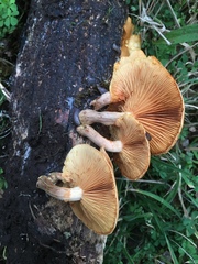 Gymnopilus subtropicus