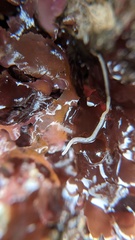 Tubulanus