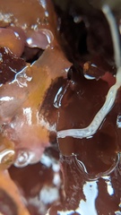 Tubulanus