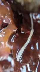 Tubulanus