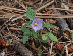 Solanum stoloniferum