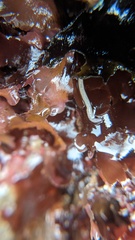 Tubulanus