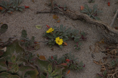 Camissoniopsis cheiranthifolia cheiranthifolia